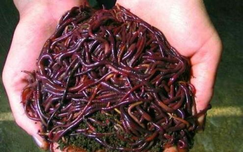 Lombrichi e loro utilizzo per l'ingrandimento del pene