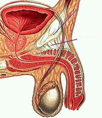 Anatomia del membro maschile